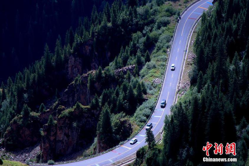 北起克拉玛依市独山子区，南至阿克苏地区库车市的独库公路，被称为纵贯天山脊梁的景观大道。眼下独库公路仍处旅游旺季，每天平均进出车辆近两万辆。独库公路全长561公里，一半路段海拔在2000米以上。受天山山区冬季降雪、结冰等自然因素影响，一般每年十一月初到次年五六月实行交通管制，封闭期长达8个月。独库公路也被誉为中国最美公路之一，是从新疆北部到南部旅游的最佳线路，沿途可领略“一天有四季，十里不同天”的壮观景色。图为独库公路两旁云杉耸立。